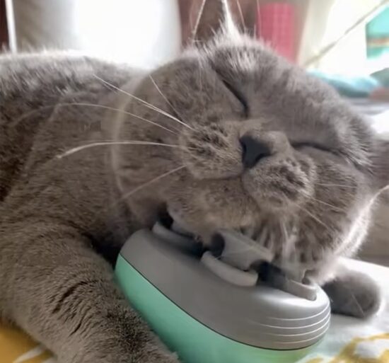 Universaalne lemmiklooma massaažihari